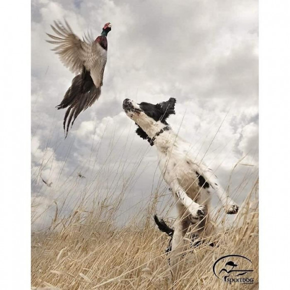 Sportdog Collier De Dressage 1200 M - Pour Chien