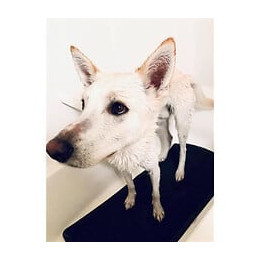 Tapis De Bain Pattes Humides Tall Tails