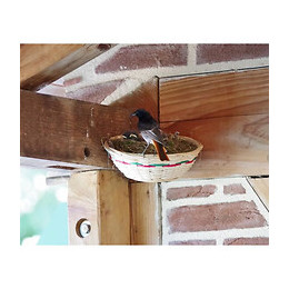 Tyrol Grand Nid En Rotin - 18 X 7 Cm - Pour Tourterelles