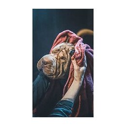 Vetocanis Shampooing Anti-puces Et Anti-tiques - Pour Chien - 300 Ml