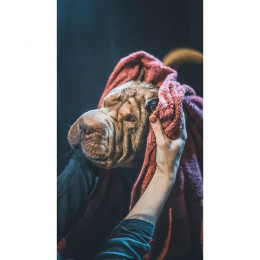 Vetocanis Shampooing Anti-puces Et Anti-tiques - Pour Chien - 300 Ml