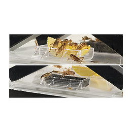 Boite A Nourriture Vivante Pm