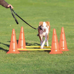 Set D'obstacles Pour Chien - 4 Cône - Agility - Trixie - Tr-32092