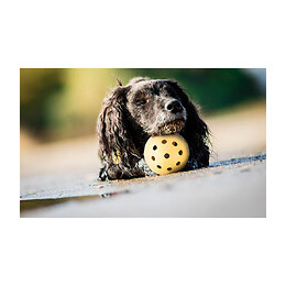 Balle Avec Trous, Spécialement Pour Les Chiens Malvoyants Et Aveugles - Trixie - Tr-3332