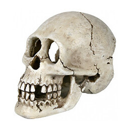 Crâne 15 Cm, Décoration Aquarium. - Trixie - Tr-8713