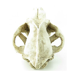 Crâne Prédateur Animaux, Taille 24 X 13 X 13 Cm,  Décoration Aquarium - Flamingo Pet Products - Fl-410220