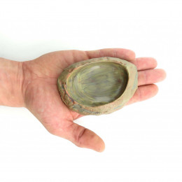 Ecuelle Pour Eau Et Nourriture Pour Reptile Taille : 11 × 2,5 × 7 Cm H 2.5 Cm - Trixie - Tr-76181