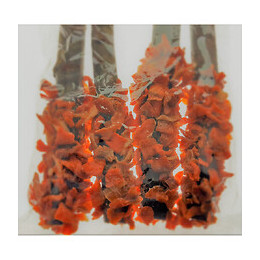 Buchette Bois Carotte Eden. 36 Grammes. Pour Rongeur. - Zolux - Zo-209508