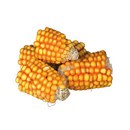 Morceaux D'epis De Maïs 300 Gr - Trixie - Tr-60289