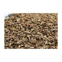 Nourriture Larves Entières Déshydratées De Mouche Soldat 80g - Jardiboutique - Ent-vr-deshy-80g