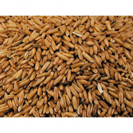 Avoine Pelée  4kg - Graines  Pour Oiseaux. - Vadigran - Va-209050