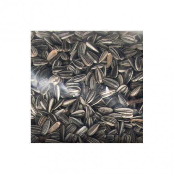 Graine De Tournesol 3 Kg Pour Oiseaux. - Flamingo Pet Products - Fl-101822
