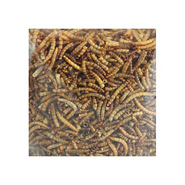 Vers De Farine Séchés Picknick. Seau De 540 Gr. Pour Oiseaux. - Flamingo Pet Products - Fl-2010013