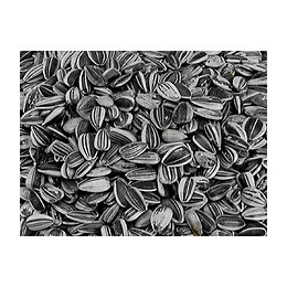 Graines Pour Oiseaux Petite Graines De Tournesol Striée 0.500kg - Vadigran - Va-216010