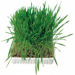 Herbe À Chat, Barquette De 100g. - Trixie - Tr-4235