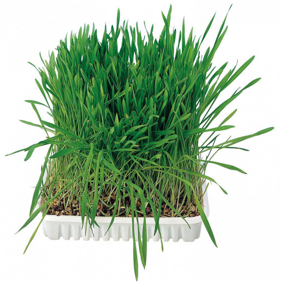 Herbe À Chat, Barquette De 100g. - Trixie - Tr-4235