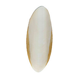 2 Os De Sèche Pour Reptiles. - Trixie - Tr-76385