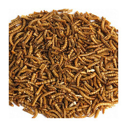 Larves De Vers De Farine Séchées 70 Gr - Trixie - Tr-76391