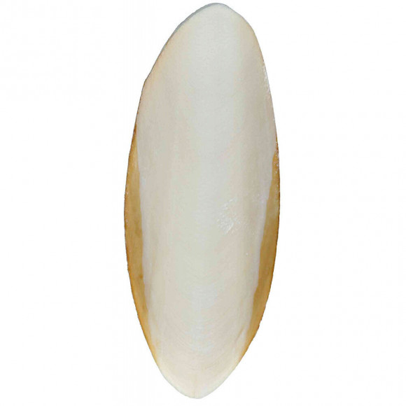 2 Os De Sèche Pour Reptiles. - Trixie - Tr-76385