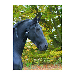 Collier D'attache Réglable De 78 À 106 Cm - Kerbl - Ke-32340