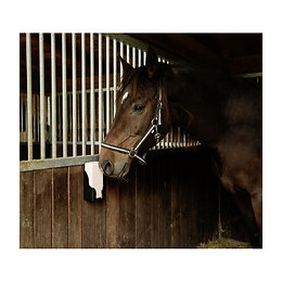 Pierre À Lécher Rectangulaire 20 X 10 X 5 Cm .4 Pièces De 2 Kg. - Kerbl - Ke-324804