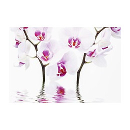 Abattant Wc En Mdf Décor Orchidee