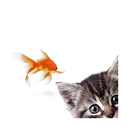 Abattant Wc En Mdf Décor Poisson-chat