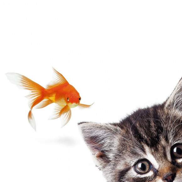 Abattant Wc En Mdf Décor Poisson-chat