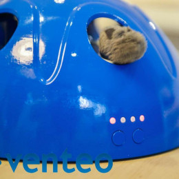 Jeu Attrape Souris Pour Chat