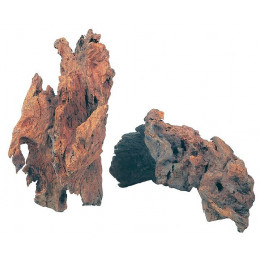 Décor racine paletuvier