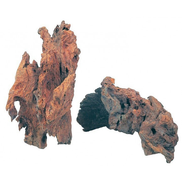 Décor racine paletuvier