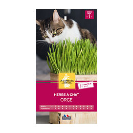 Herbe à chat
