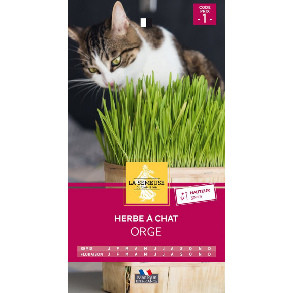 Herbe à chat