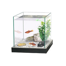 Aquarium pour combattant - 8L