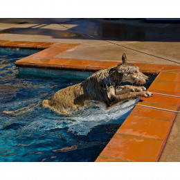 Grande Rampe De Sauvetage Chien Ou Animaux- Piscine Skamper-ramp - Générique - Sc-slr-800-0001