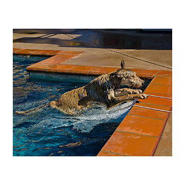 Grande Rampe De Sauvetage Chien Ou Animaux- Piscine Skamper-ramp - Générique - Sc-slr-800-0001