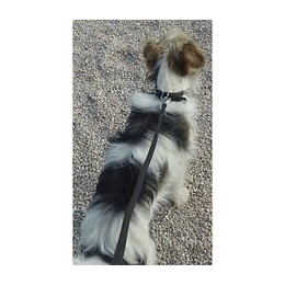 Yago Collier En Cuir Souple Et Reglable Pour Petit Chien, Taille S 26-32 Cm, Coloris Noir