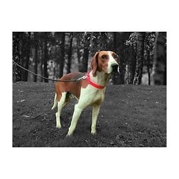 Yago Collier De Chasse - Orange Fluo - Ultra Resistant Pour Chien
