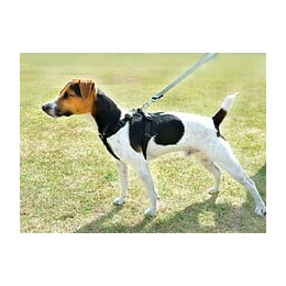 Harnais De Sécurité Voiture Pour Chien - Taille Xl