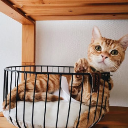 Europet Bernina Panier Caviar En Metal Rond Duvo+ - Noir - Pour Chat