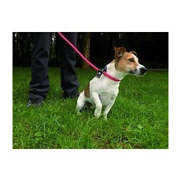 Yago Laisse Chien, Laisse En Corde Rouge 2en1 Pour Education Du Chien, Laisse De 1,20m