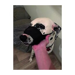 Yago Museliere En Nylon Noir Pour Tres Grand Chien, Partie Museau Avec Filet Respirant Et Reglable