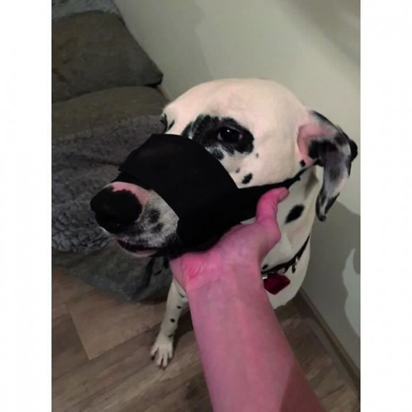 Yago Museliere En Nylon Noir Pour Tres Grand Chien, Partie Museau Avec Filet Respirant Et Reglable