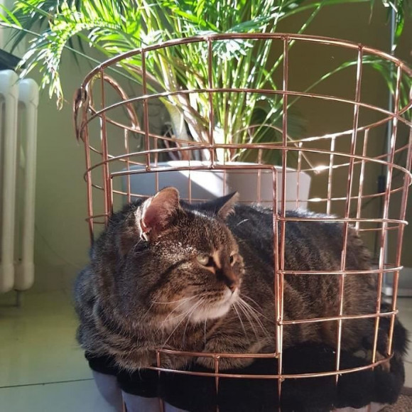 Europet Bernina Panier Caramel En Metal Rond Duvo+ - Rose - Pour Chat