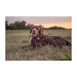 Sureflap Traqueur Dactivites Et De Comportement - Blanc Et Bleu - Pour Chien