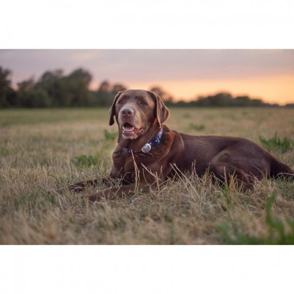 Sureflap Traqueur Dactivites Et De Comportement - Blanc Et Bleu - Pour Chien
